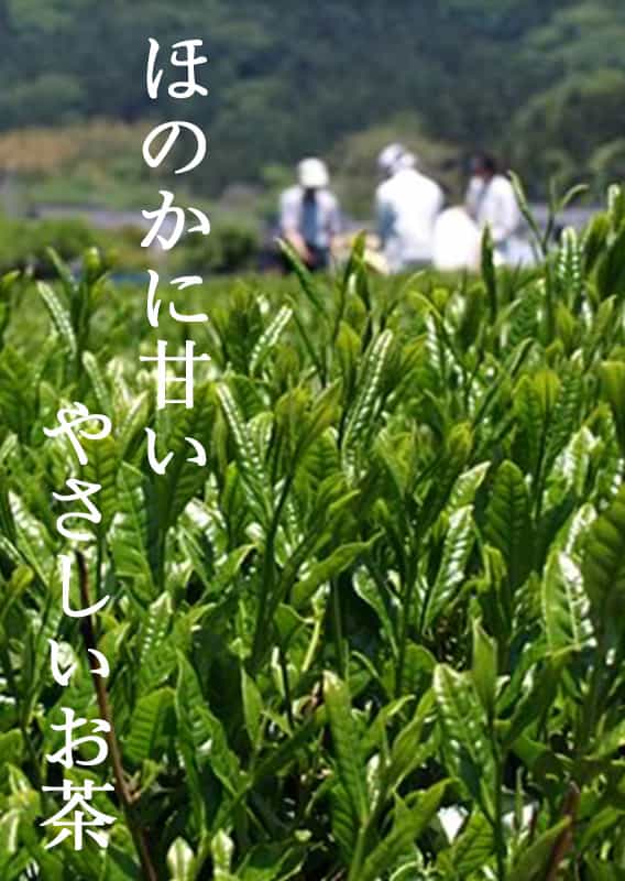 新潟のお米専門店-いなほんぽ- / 村上茶 雪国緑茶 ティーバッグ 10バッグ入