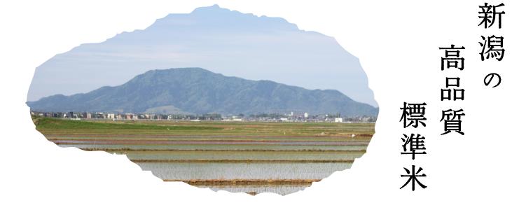 新潟の高品質標準米