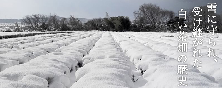 雪に守られ、受け継がれた白い茶畑の歴史