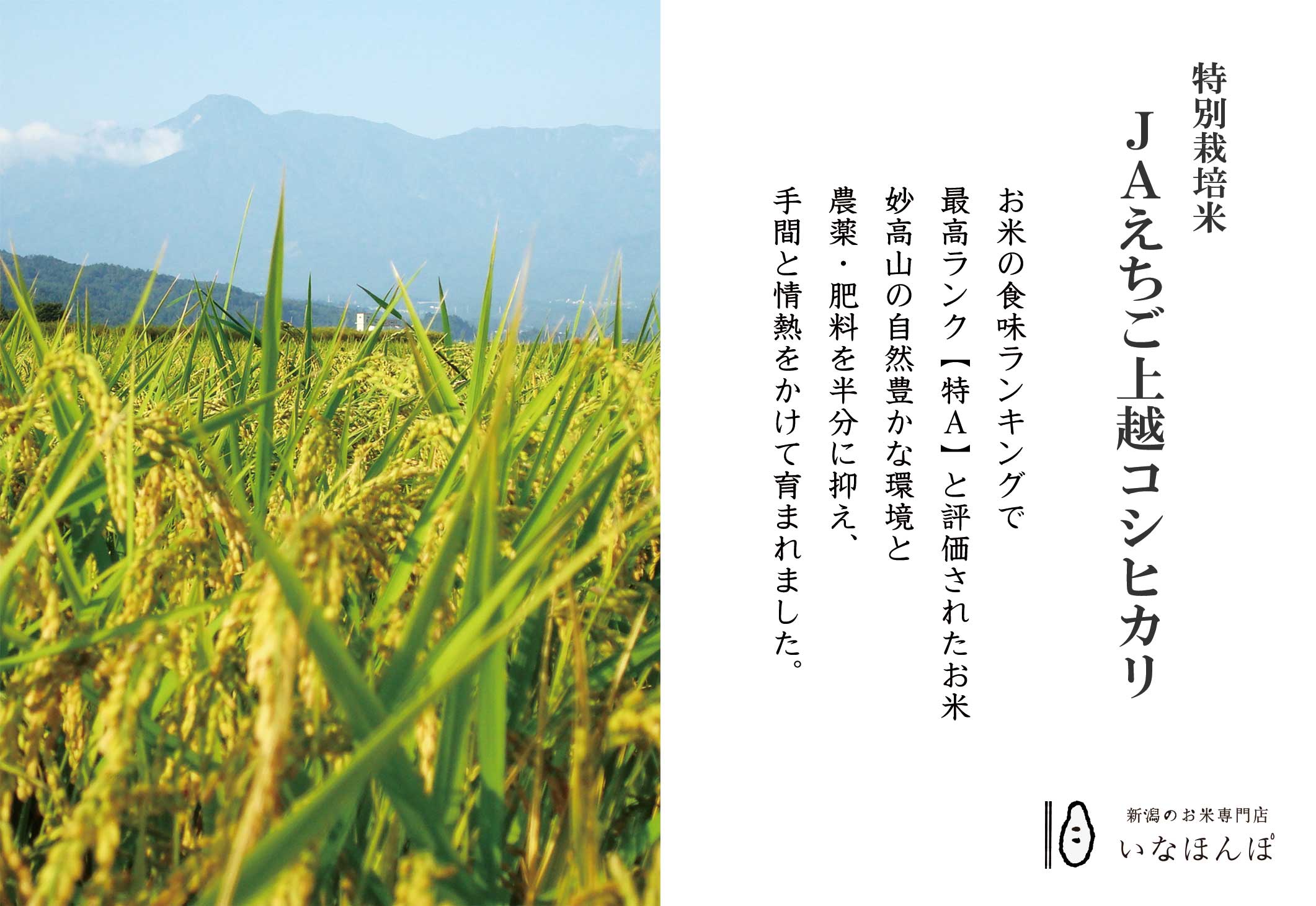 特別栽培米上越産コシヒカリ