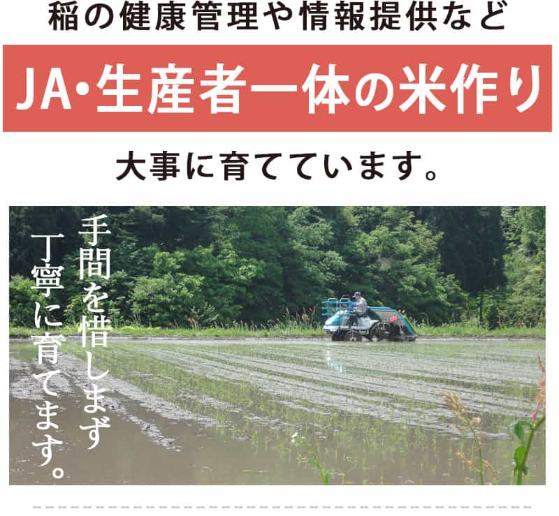 新潟のお米専門店-いなほんぽ- / 黒川産コシヒカリ天水田を全国