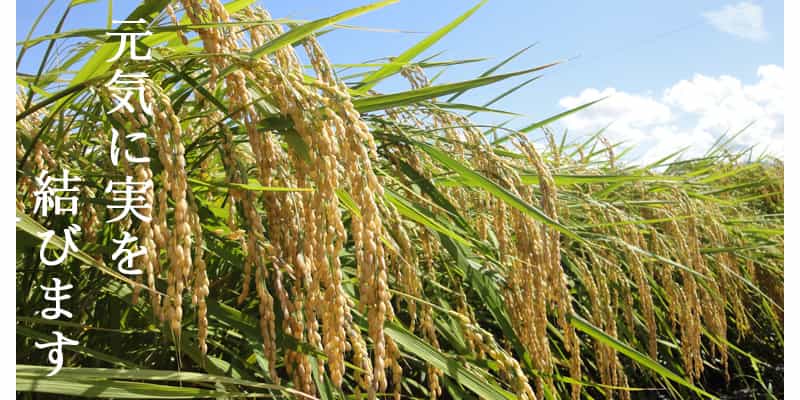 百歳人なめ茸付き！新潟こしひかり5キロ！貴方も百歳プロジェクトに