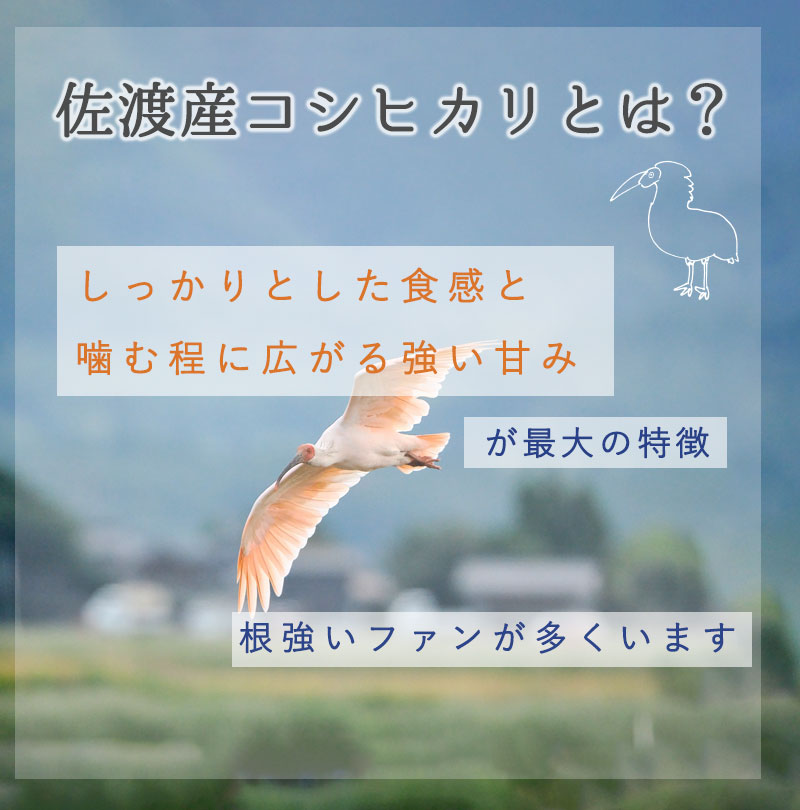 新潟のお米専門店-いなほんぽ- / 新潟米 【無洗米】新潟産新之助5kg 新潟のお米専門店-いなほんぽ- / 新潟米 【無洗米】新潟産新之助5kg