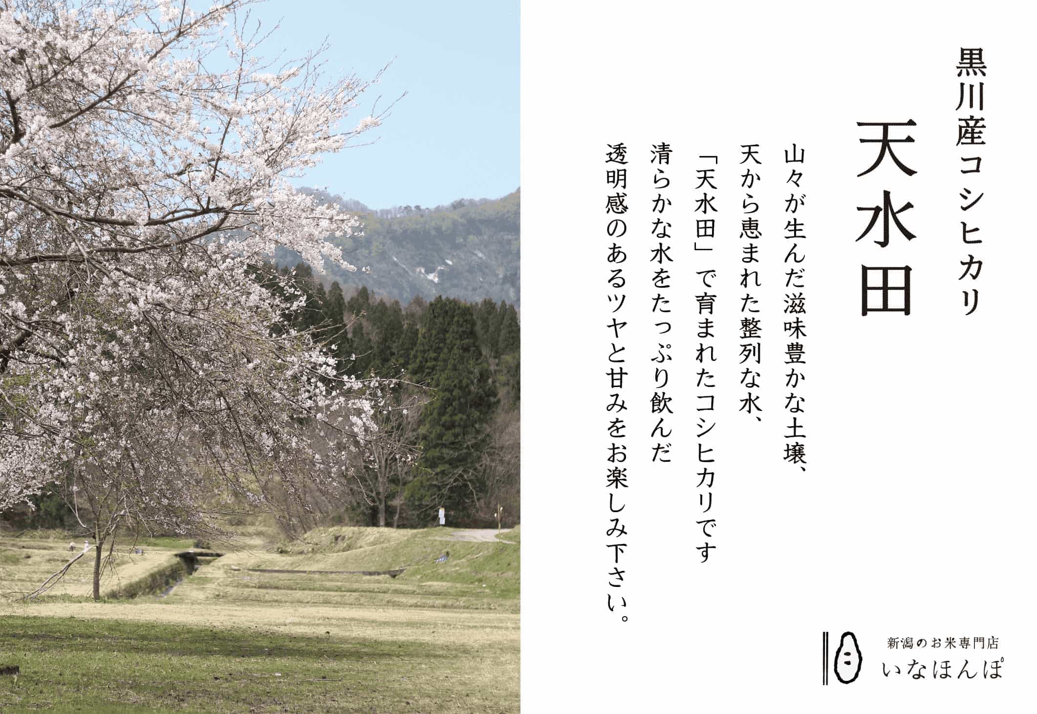 新潟のお米専門店-いなほんぽ- / 黒川産コシヒカリ 天水田 5kg