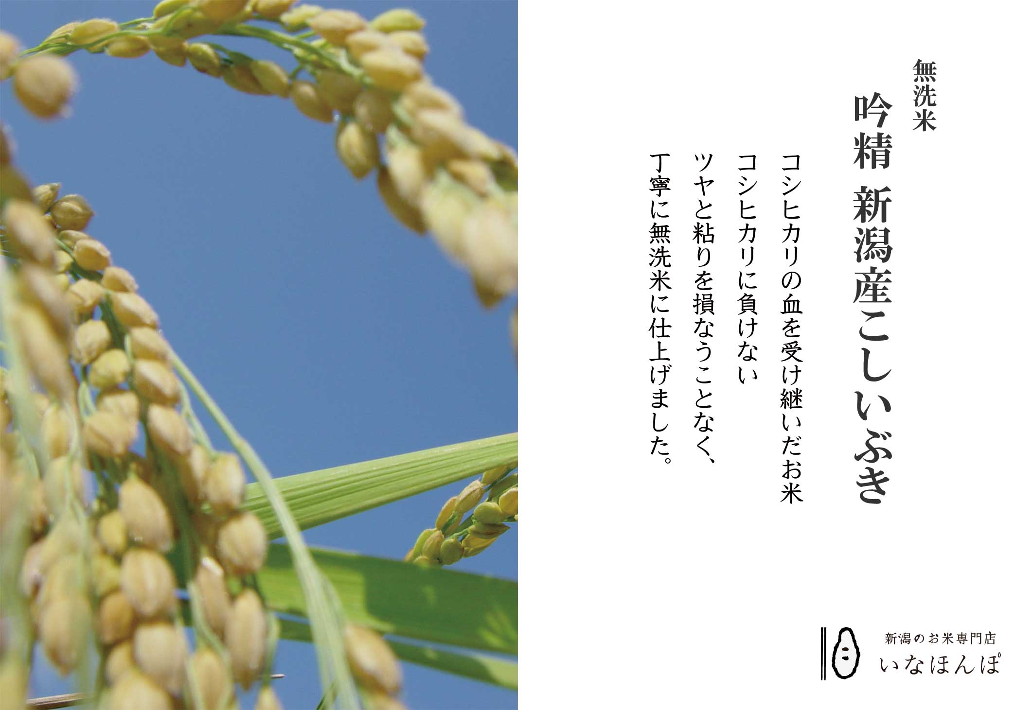 新潟のお米専門店-いなほんぽ- / 無洗米 吟精 新潟産こしいぶき 5kg 新潟のお米専門店-いなほんぽ- / 無洗米 吟精 新潟産こしいぶき 5kg