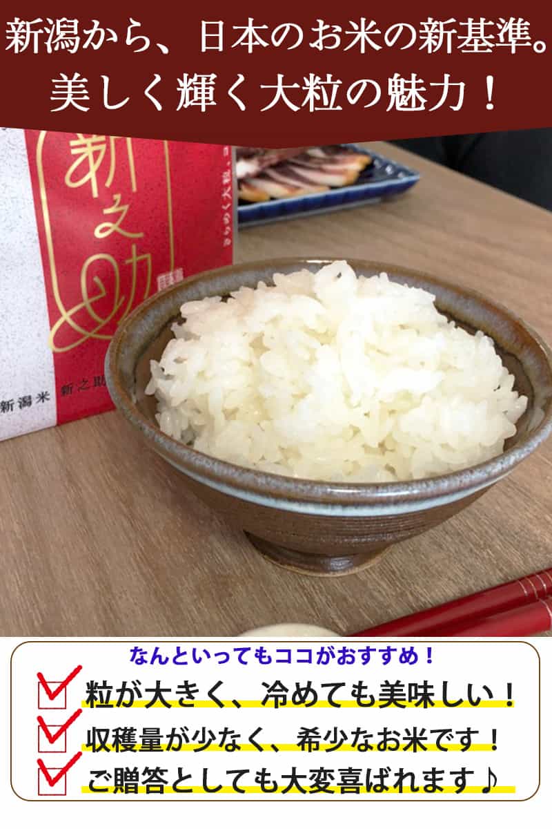 激安店舗 新之助 5kg×2 日本産米 2024年収穫 米・雑穀・粉類
